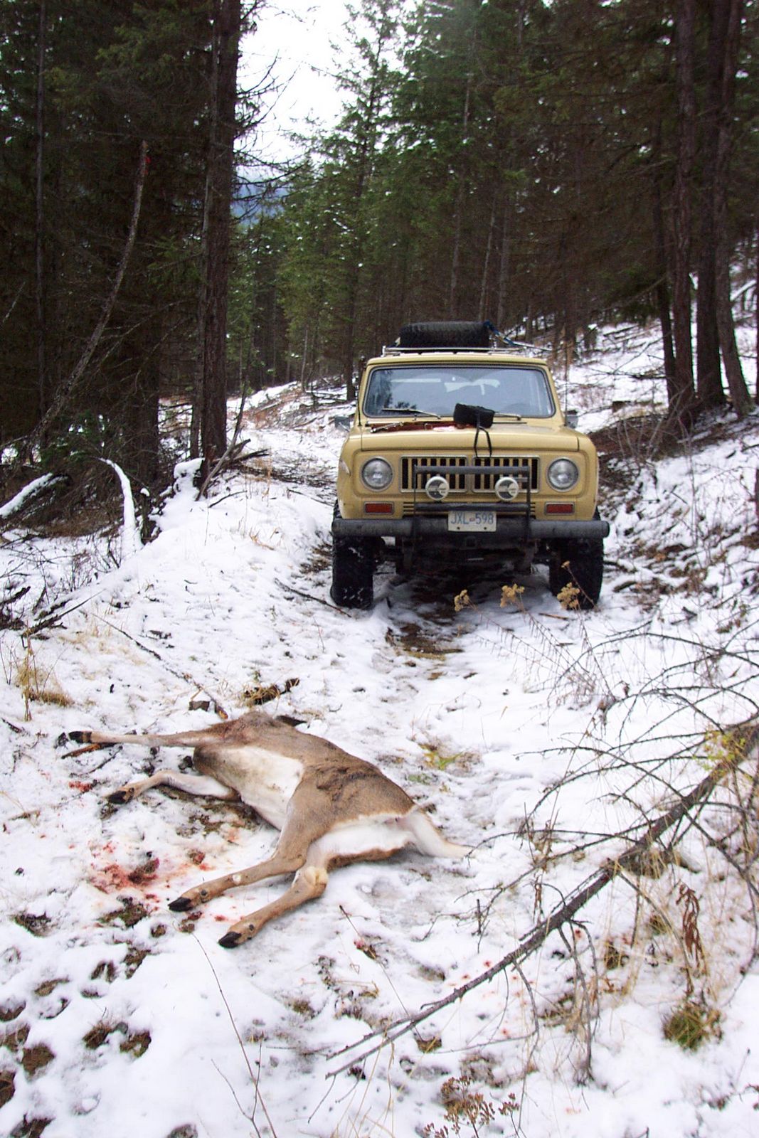 Beaverdell Deer - 2005 